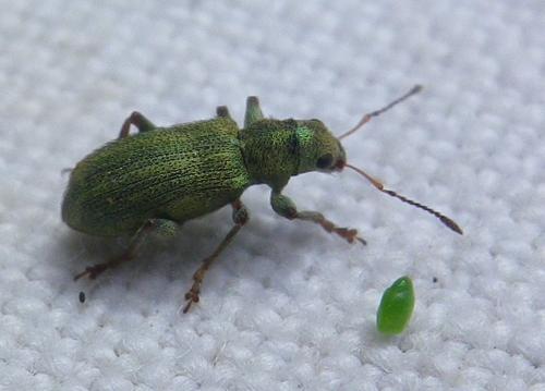 Pachyrhinus lethierryi